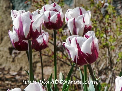 Tulip Zurel